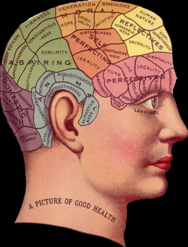 Developing Brains 